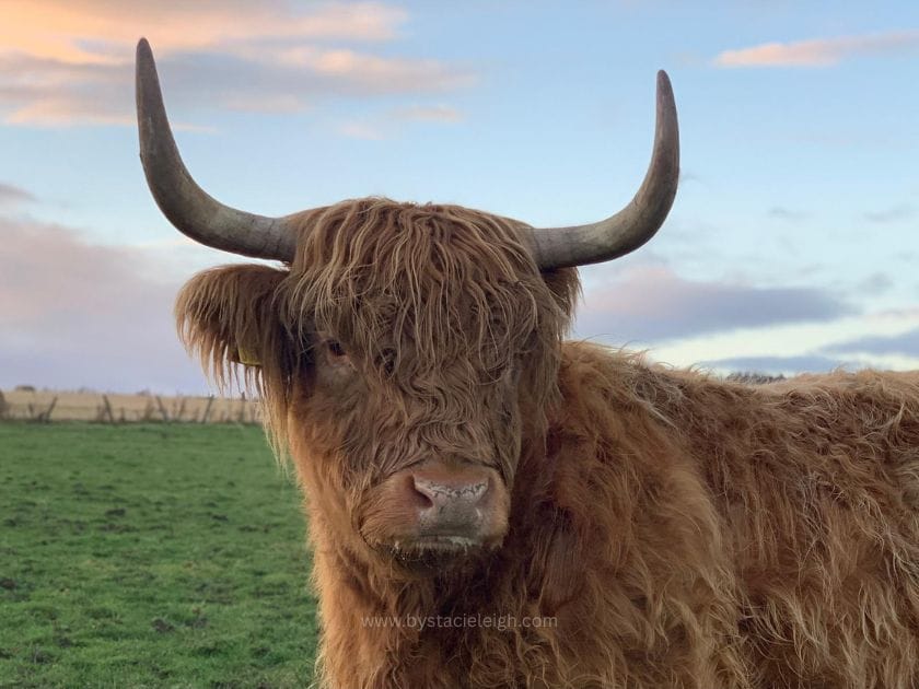 Highland cow at sunset in Aberdeenshire Scotland