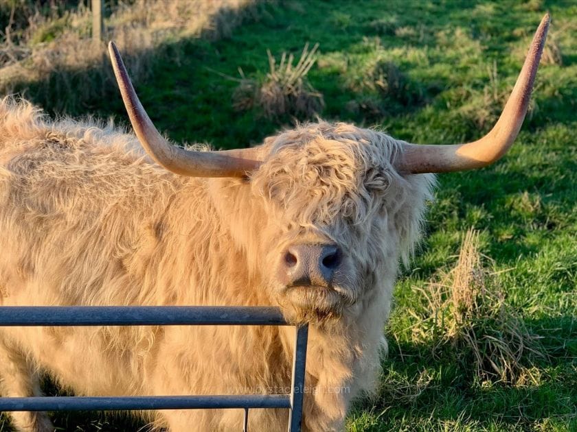 White Highland cow in morning golden light Aberdeenshire Scotland