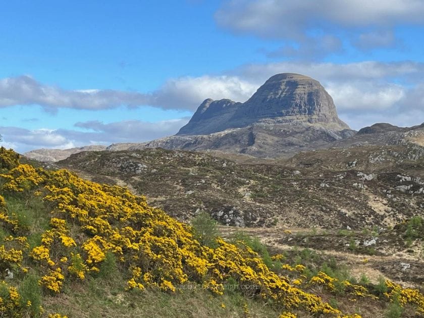 Yellow gorse covering Sutherland hillside with Suilven mountain in background Scottish Highlands spring