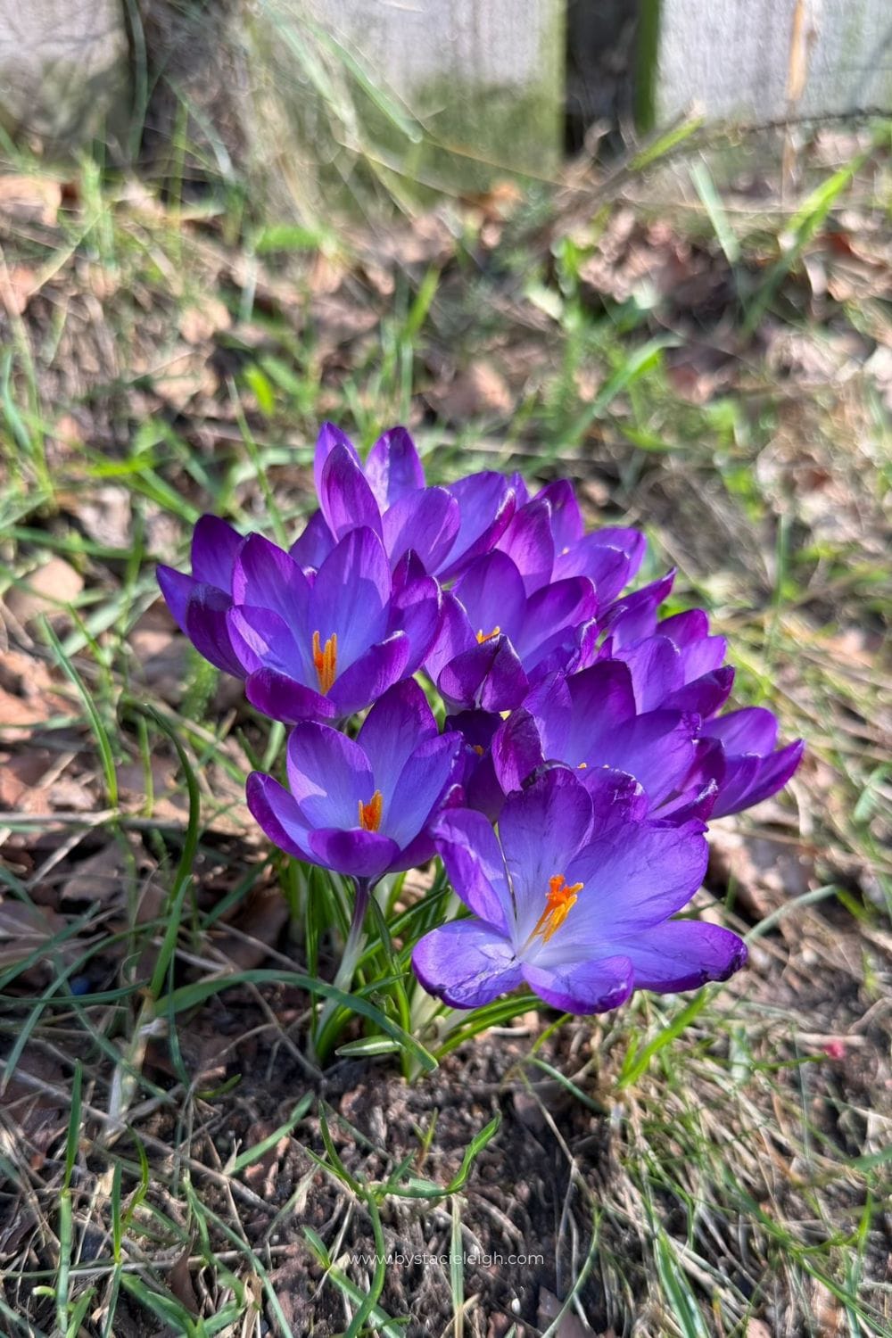 Deep purple Crocus vernus with orange stamens growing in Aberdeen Scotland garden spring