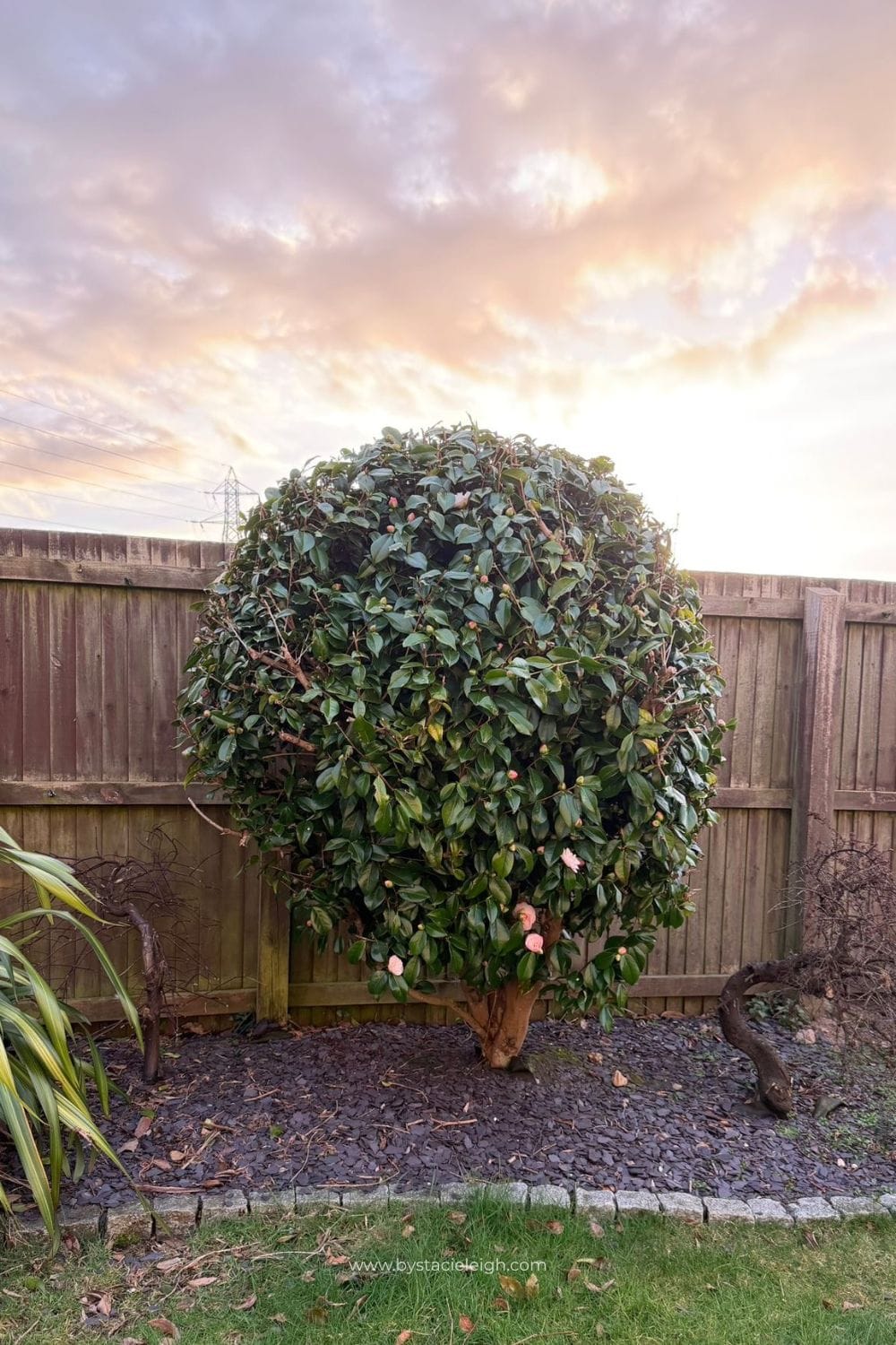 Camellia japonica tree in Aberdeen Scotland garden at sunset with pink and orange sky still budding