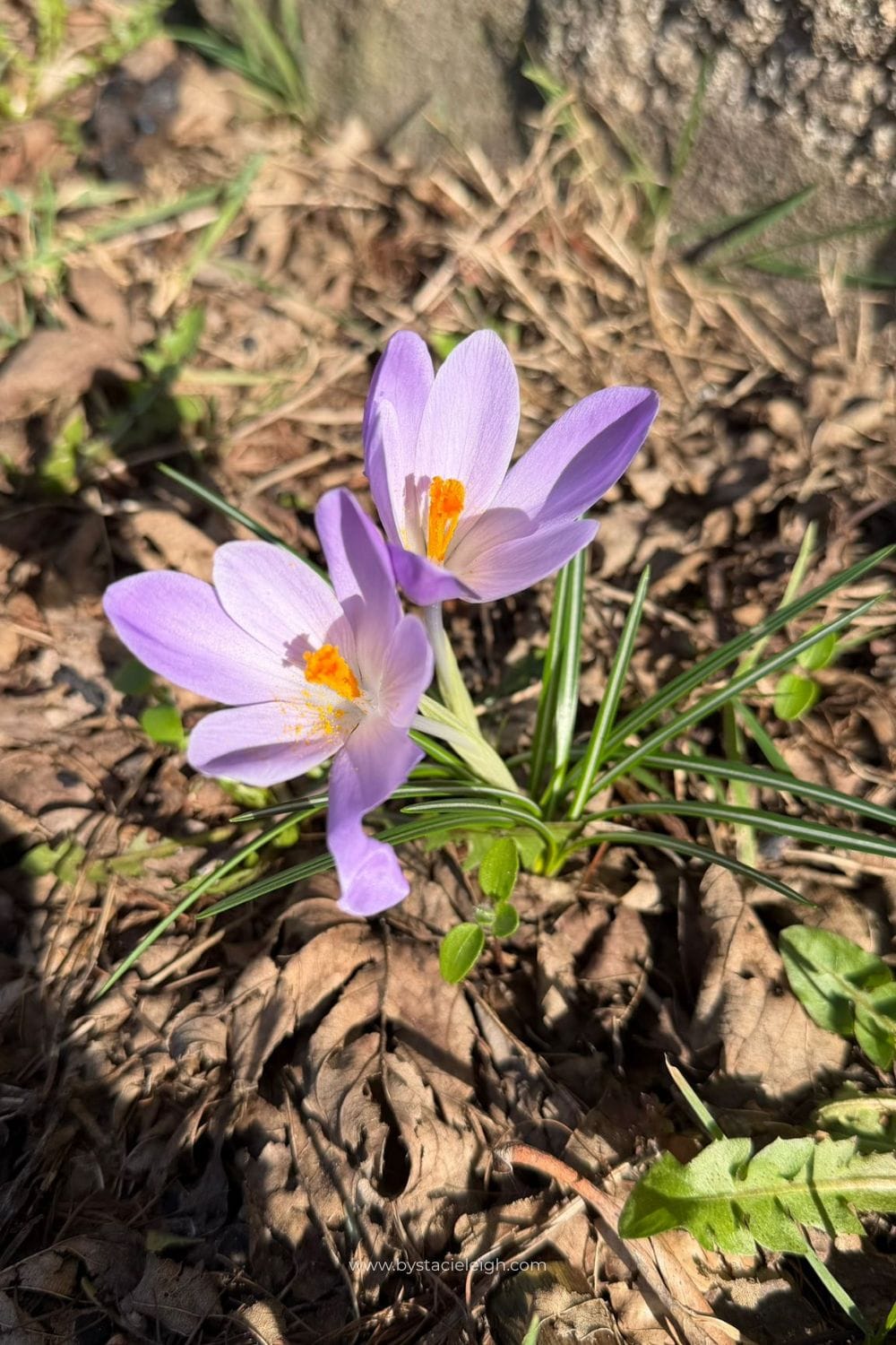 Pale lilac Crocus tommasinianus growing beside rough stone wall Aberdeen Scotland early spring