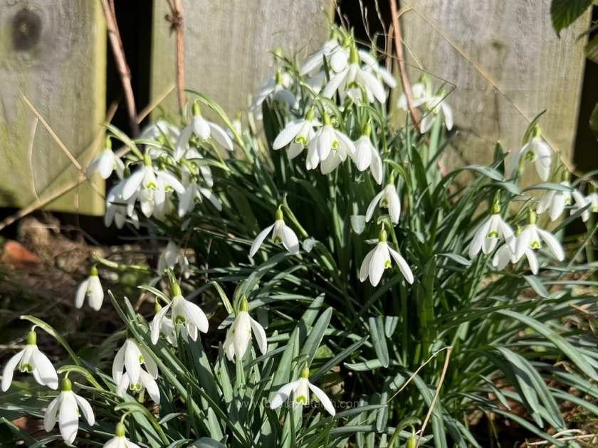 Snowdrops Galanthus nivalis in bloom in a Scottish garden Aberdeen Scotland March