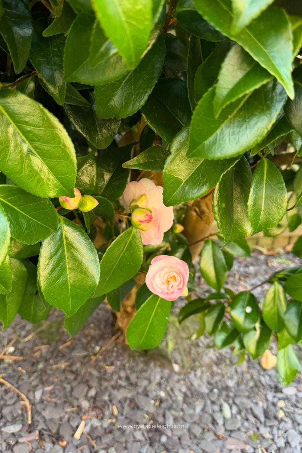 Pale pink Camellia japonica buds opening on branch Aberdeen Scotland spring