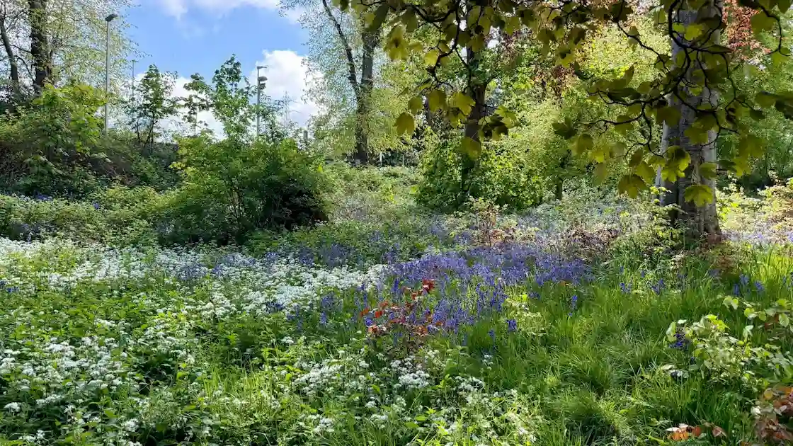 Late Spring in a Scottish Aberdeen cottage garden