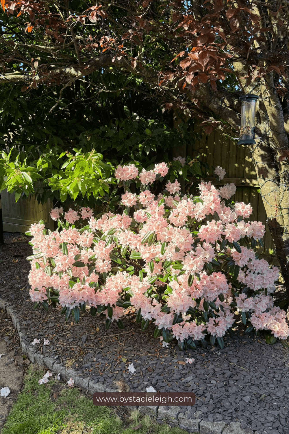 Large flowering Rhododendron hybrid