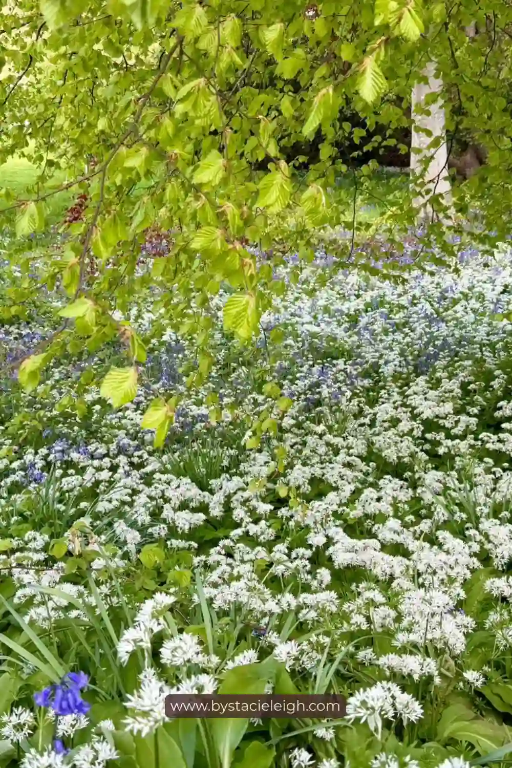 Greater Stitchwort, Stellaria holostea