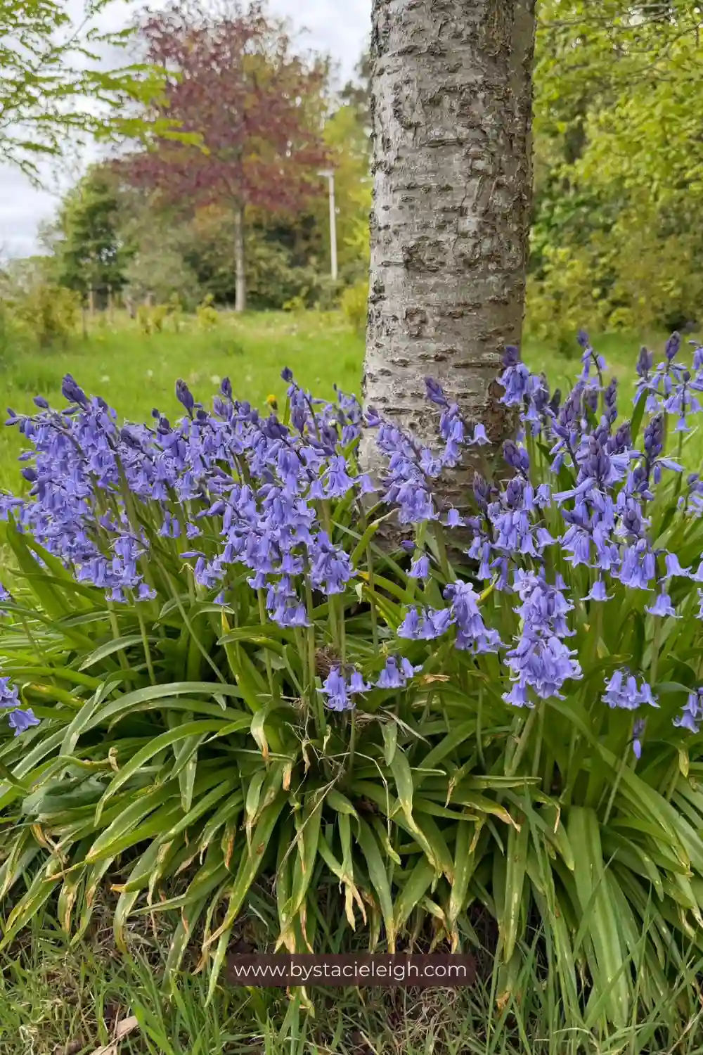 Native British Bluebells, Hyacinthoides non-scripta