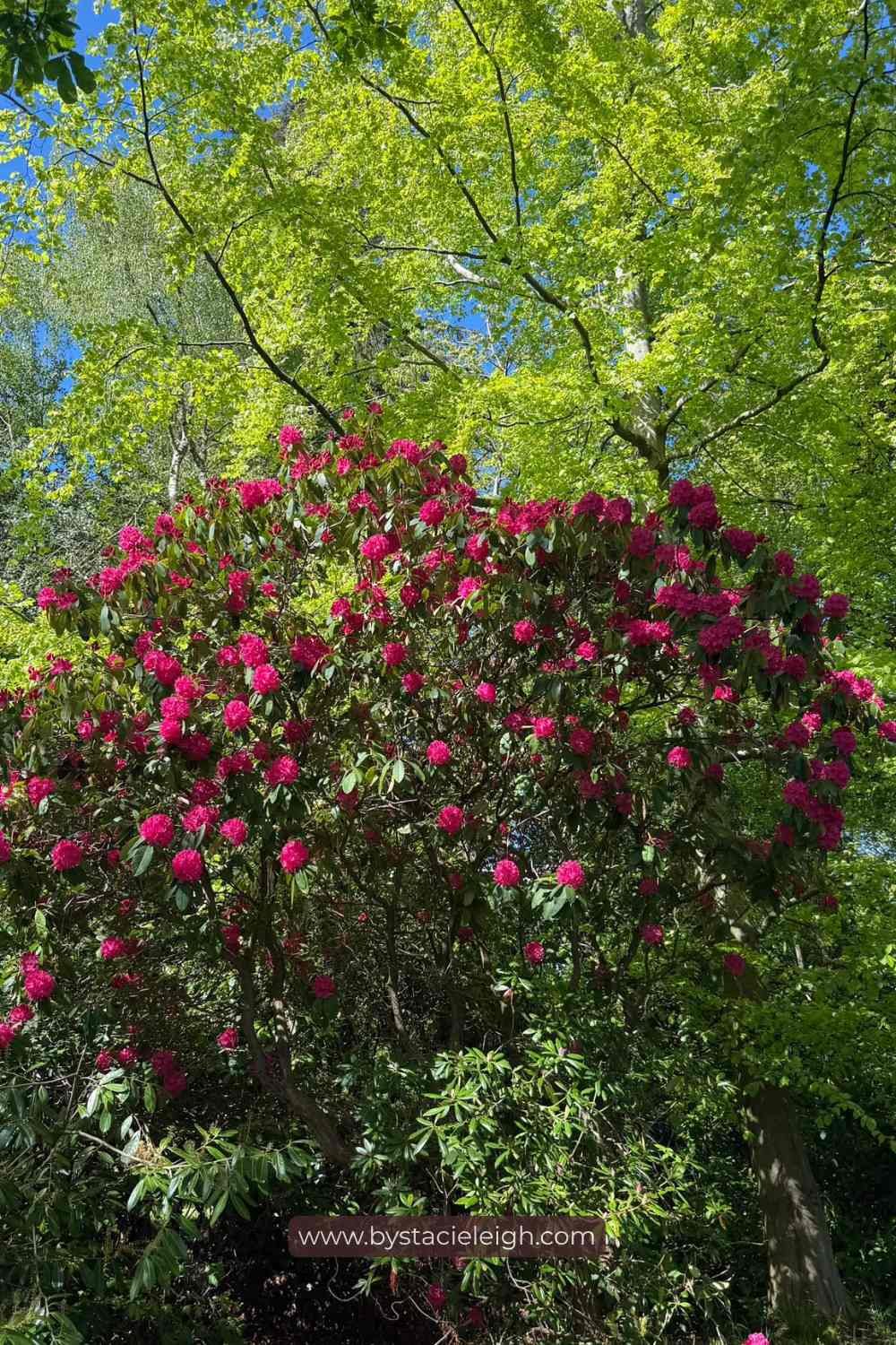 Azalea, part of the rhododendron family