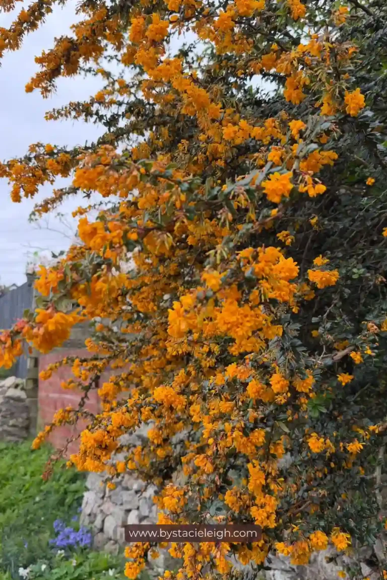 Darwin’s Barberry, Berberis darwinii