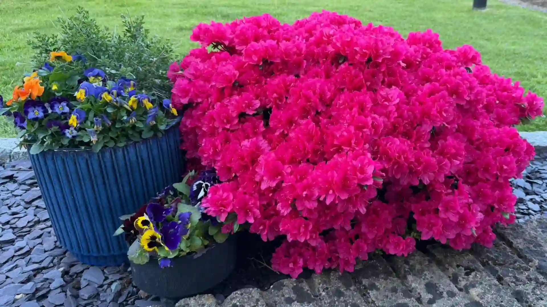 late spring in a Scottish garden